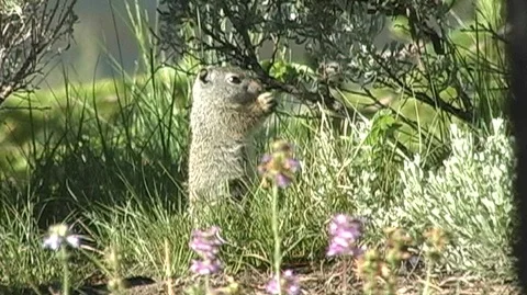Ground Squirrel Foraging in Grass in Yellowstone National Park Stock Footage 93952509