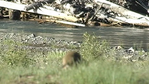 Ground Squirrel Foraging in Grass in Yellowstone National Park Stock Footage 107071252