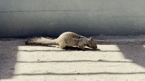 Ground Squirrel Foraging in Sunlight Patch Vídeos de archivo 332145534