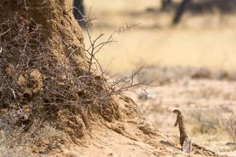 Ground Squirrel in front of tree Stock Photos