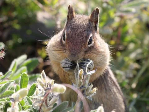 Ground Squirrel with Full Cheeks Fotos Stock