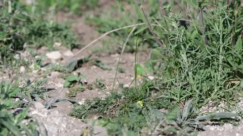 Ground squirrel. A gopher next to a hole Spermophilus pygmaeus Stock-Footage 160480168
