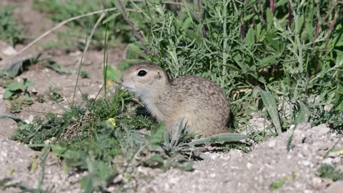 Ground squirrel. A gopher stands next to a hole Spermophilus pygmaeus Stock Footage 169026137