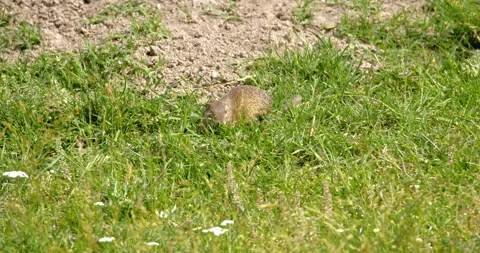 Ground squirrel in the grass Stock Footage 256014076