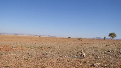 Ground Squirrel Grazing 2 動画素材 125993579
