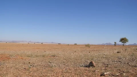 Ground Squirrel grazing 動画素材 125994001
