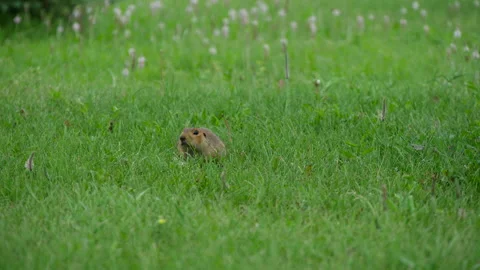 Ground squirrel on a green lawn. Vídeos de archivo 337551157