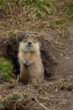 The ground squirrel guards its burrow and looks directly into the camera. A Stock Photos