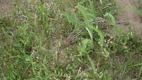 Ground squirrel hiding in the grass. Video stock 123445638