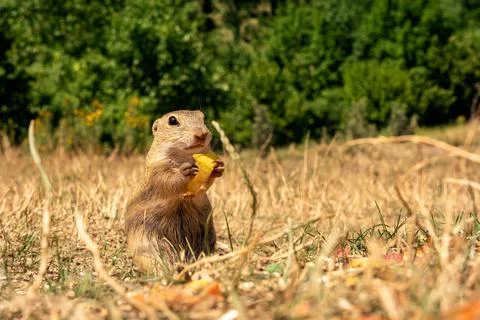 Ground squirrel holding an apple, feeding ground squirrels in Muran, Slovakia Stock Photos