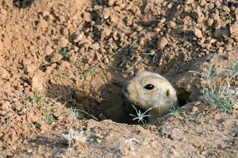 Ground squirrel in the hole Stock Photos
