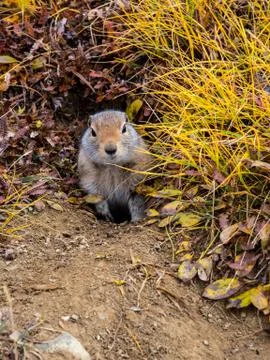 Ground Squirrel in Hole Stock Photos