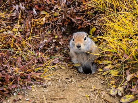 Ground Squirrel in Hole Stock Photos
