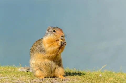 Ground squirrel at the Lake Two Jacks in Banff, Canada. Stock Photos