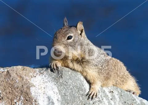 Ground squirrel laying on a rock, paws holding rock, looking to right. The gr Stock Photos