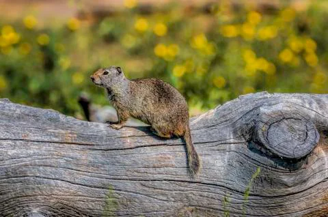 Ground Squirrel on a Log 1 Foto stock