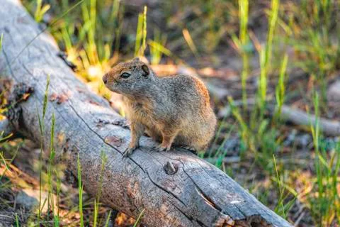 Ground Squirrel on a Log Foto stock