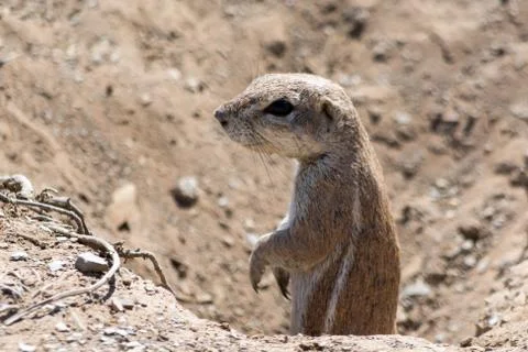 Ground Squirrel looking out of a hole. Stock Photos