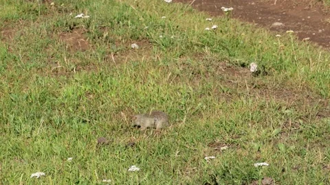 Ground squirrel munching 60fps Stock Footage 157731047
