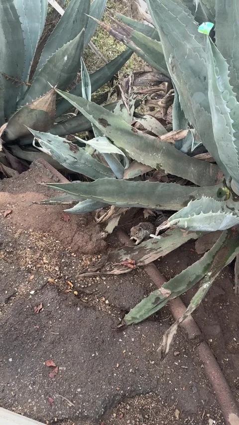 Ground squirrel near its burrow among agave plants in Santa Monica Stock Footage 345265995