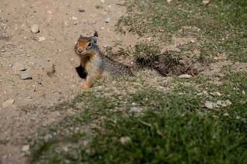 Ground Squirrel observing to get out its burrow Stock Photos