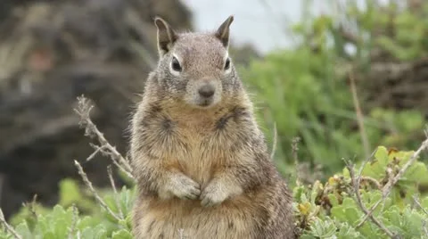 Ground squirrel on ocean shoreline CS pull to MCS Stock-Footage 10922928