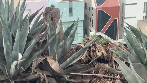 Ground squirrel on a palm stump among agave plants in Santa Monica Stock Footage 345266249