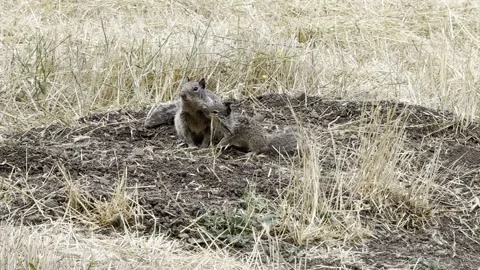 Ground squirrel parent annoyed by its young Stock Footage 322551556