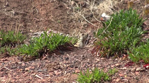 Ground Squirrel Peeking From Burrow in Desert Landscape Stock Footage 321178763