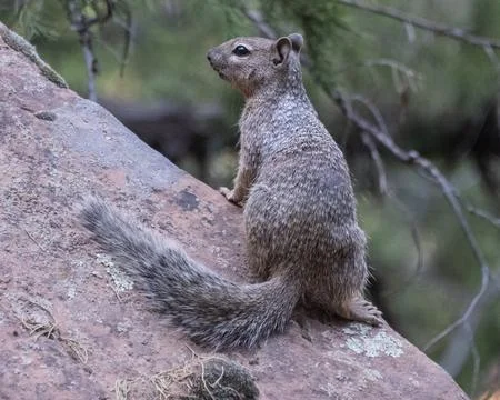 Ground squirrel perched on a rock in a forest at dusk, observing its surrou.. Stock Photos