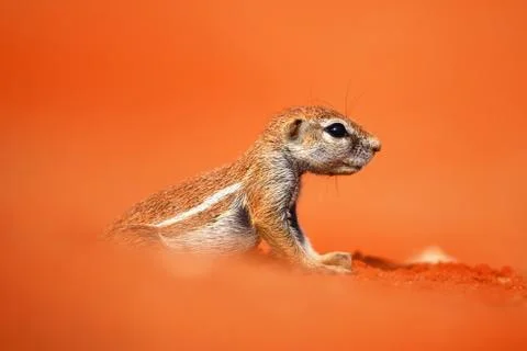 Ground squirrel Stock Photos