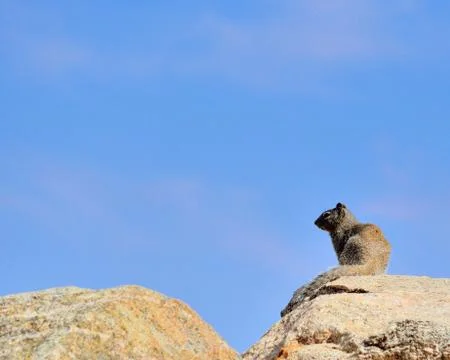 Ground squirrel Stock Photos