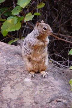 Ground squirrel Stock Photos