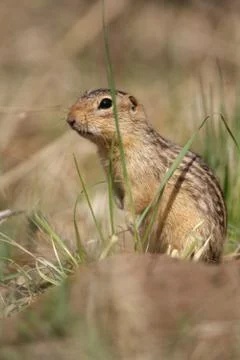 GROUND SQUIRREL Stock Photos