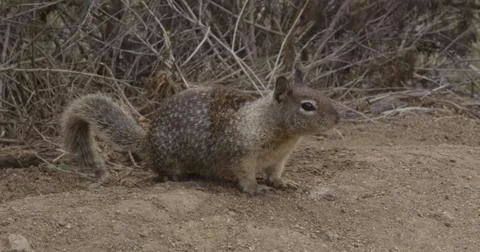 Ground Squirrel Stock Photos