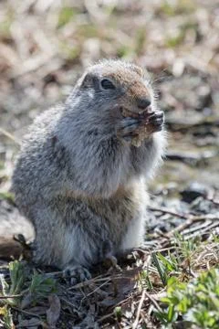 Ground squirrel Stock Photos