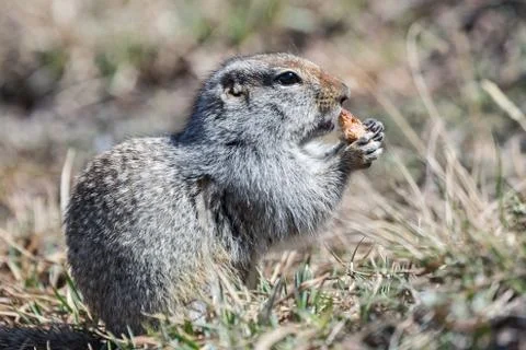 Ground squirrel Stock Photos