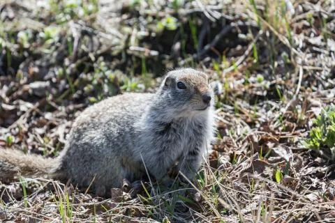 Ground squirrel Foto stock