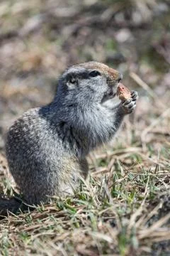 Ground squirrel Stock Photos