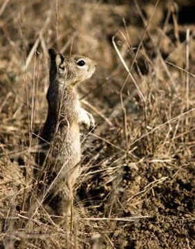 Ground Squirrel Foto stock