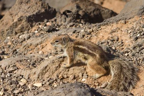 Ground Squirrel Stock Photos