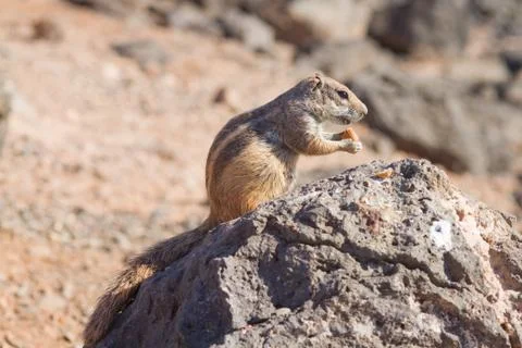 Ground Squirrel Foto stock