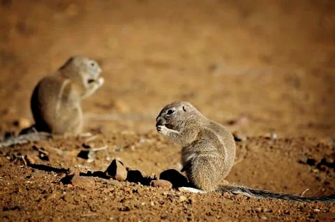 Ground Squirrel Stock Photos