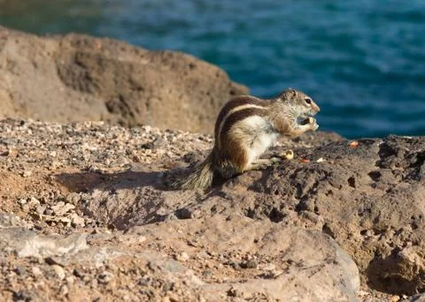 Ground Squirrel Stock Photos