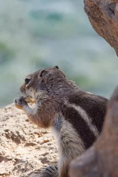 Ground Squirrel Stock Photos