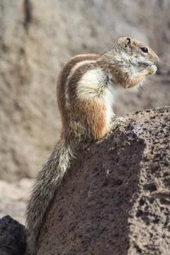 Ground Squirrel Stock Photos