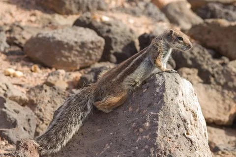 Ground Squirrel Stock Photos