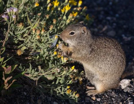 Ground Squirrel Stock Photos