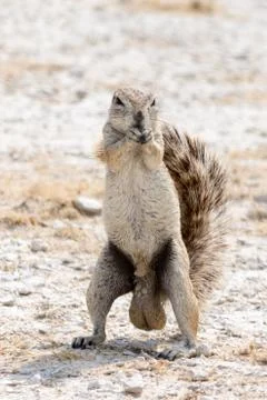 Ground Squirrel Stock Photos