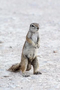 Ground Squirrel Stock Photos